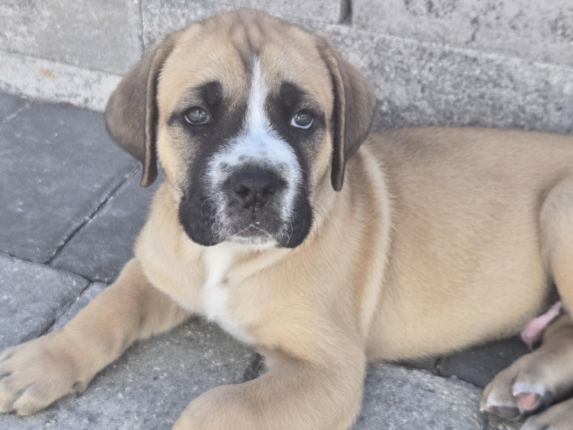 Enlarge Bruiser, an adoptable mixed breed in Orlando, FL image 2/6