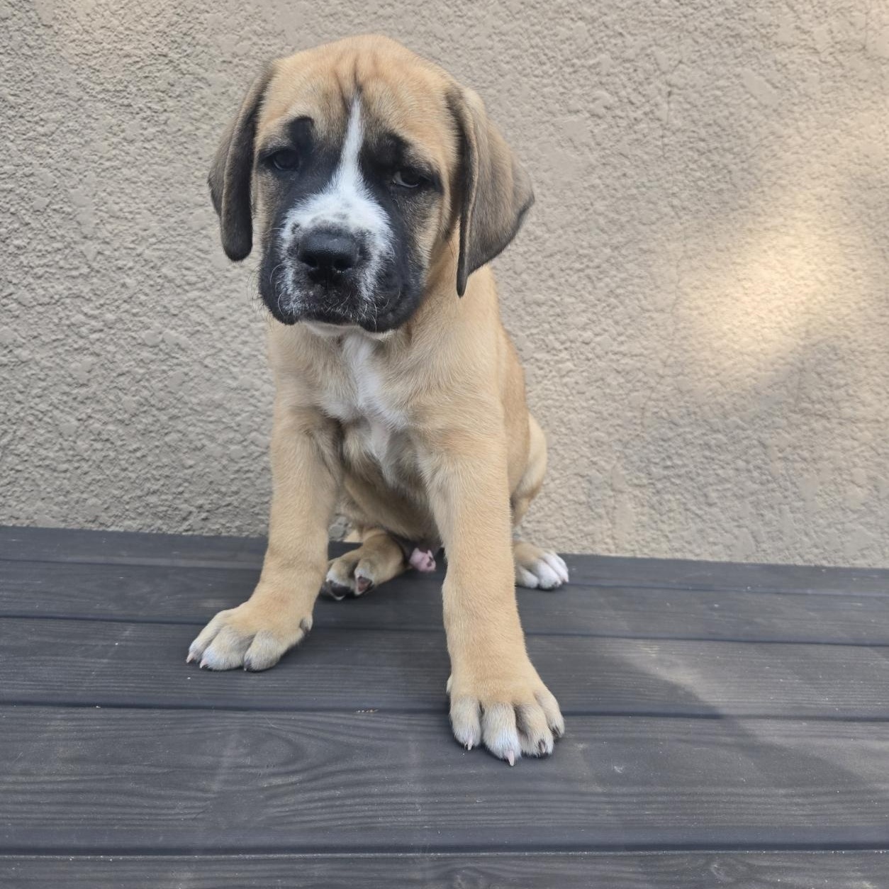 Enlarge Bruiser, an adoptable mixed breed in Orlando, FL image 3/6