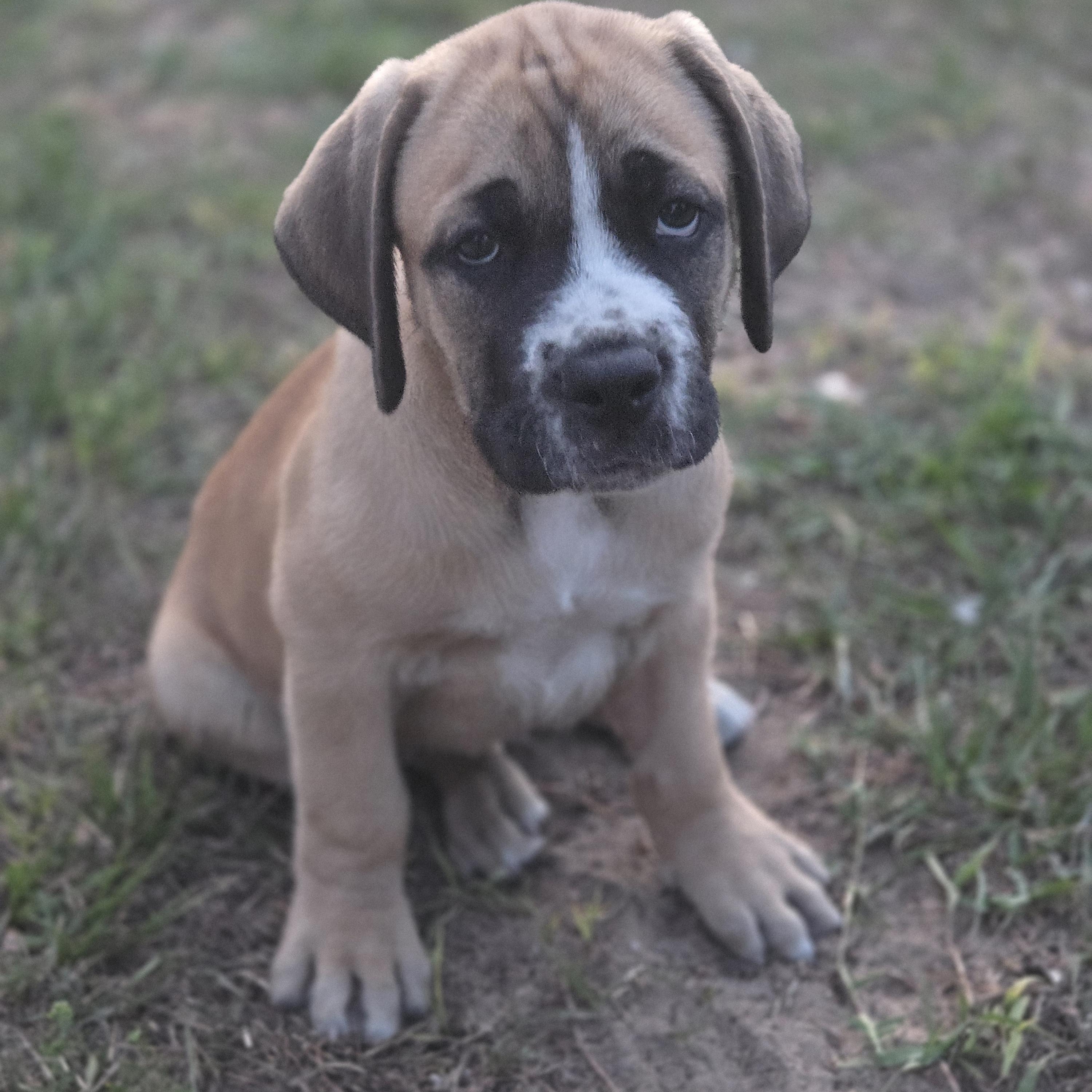 Bruiser, adoptable, Puppy Male Boxer.