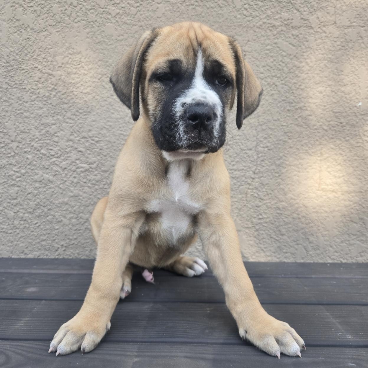 Enlarge Bruiser, an adoptable mixed breed in Orlando, FL image 5/6