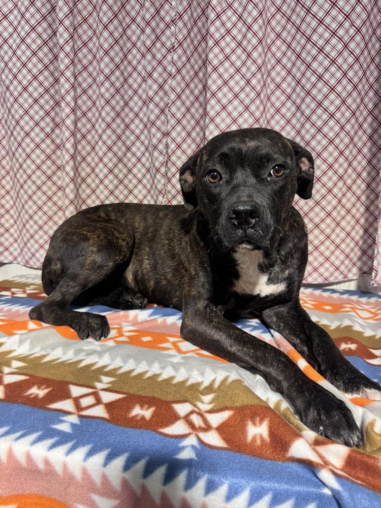 Enlarge MICKIE, a Adoptable mixed breed in Opelousas, LA image 2/2