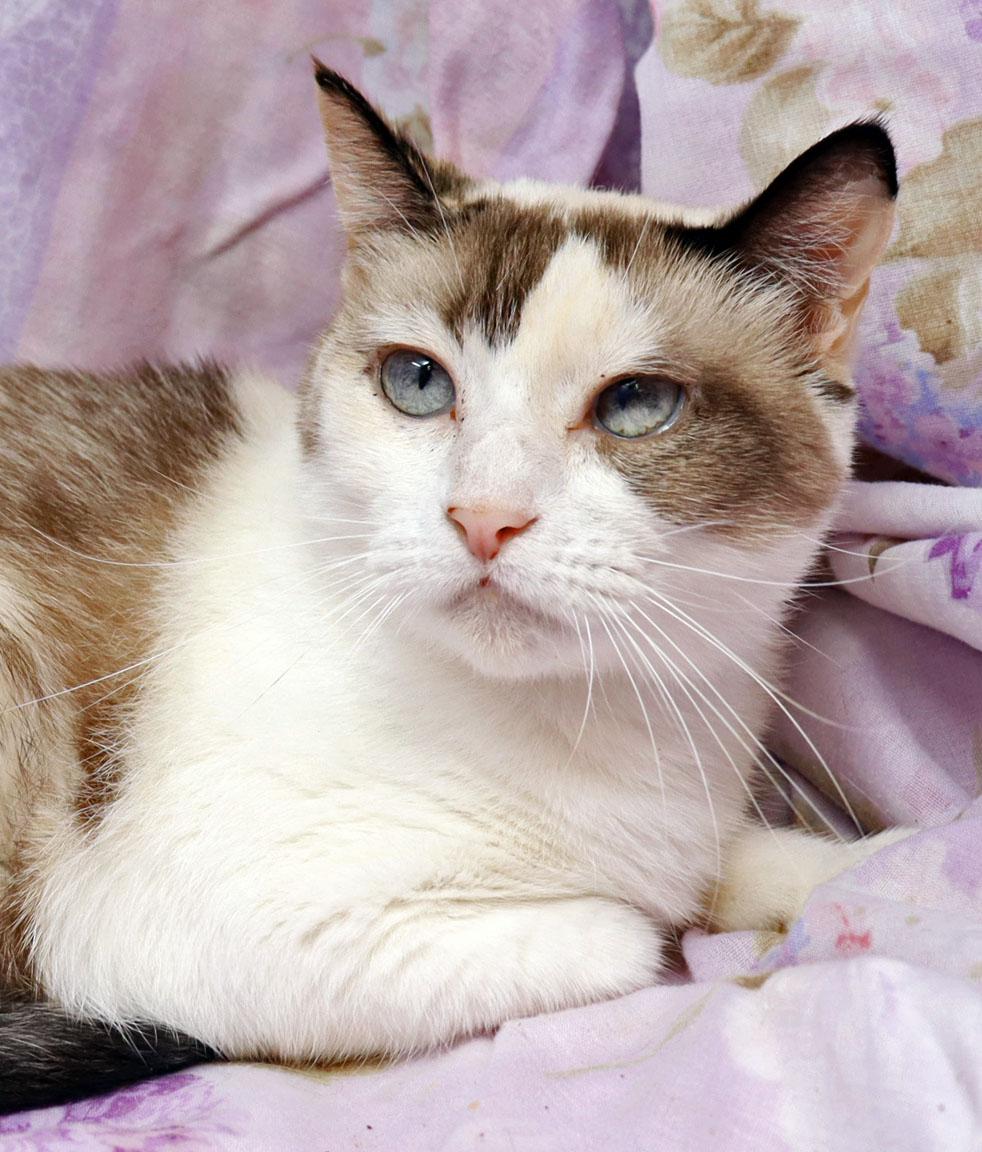Miss Kitty, ADOPTABLE, Adult Female Siamese.