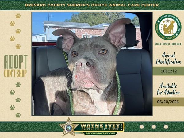 Rocky, Adoptable, Adult Male Mixed Breed.