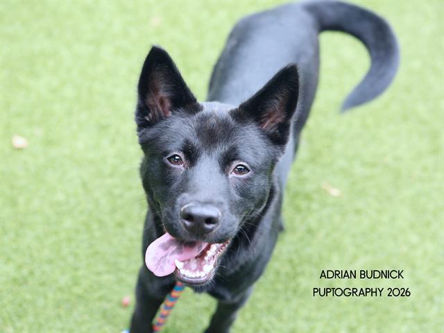 Mustard, ADOPTABLE, Young Male Mixed Breed.