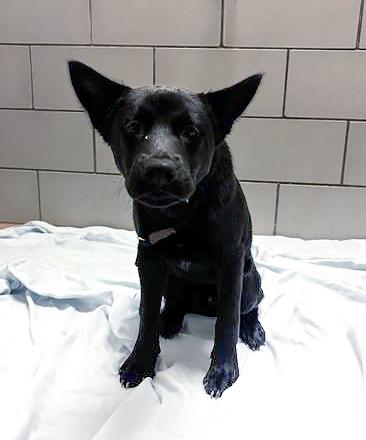 Mustard, a ADOPTABLE Mixed Breed in Nashville, TN image 2/2