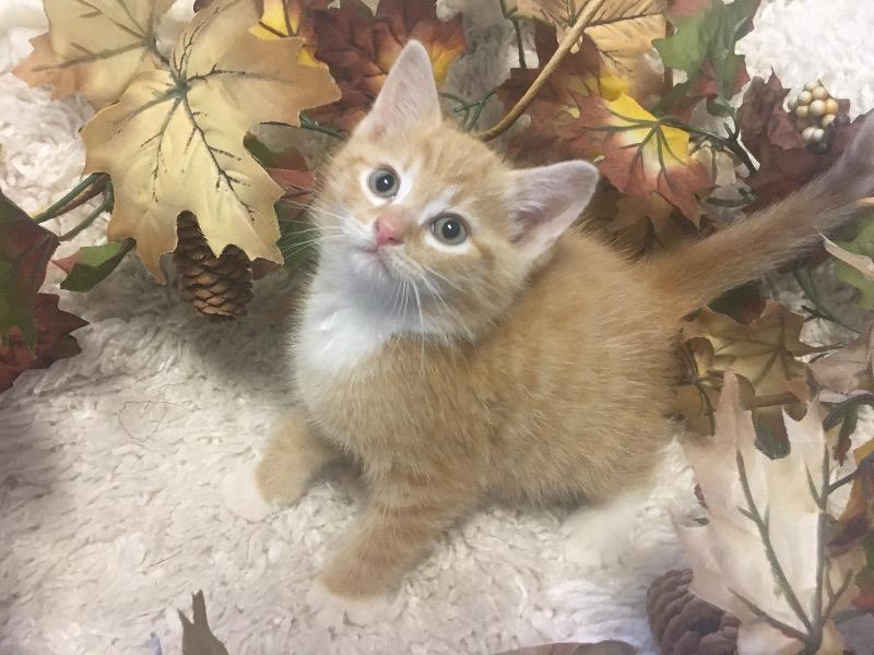 Enlarge PATRICK, a Adopted mixed breed in Wintersville, OH image 1/2