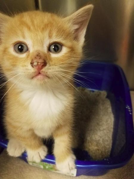 Enlarge PATRICK, a Adopted mixed breed in Wintersville, OH image 2/2