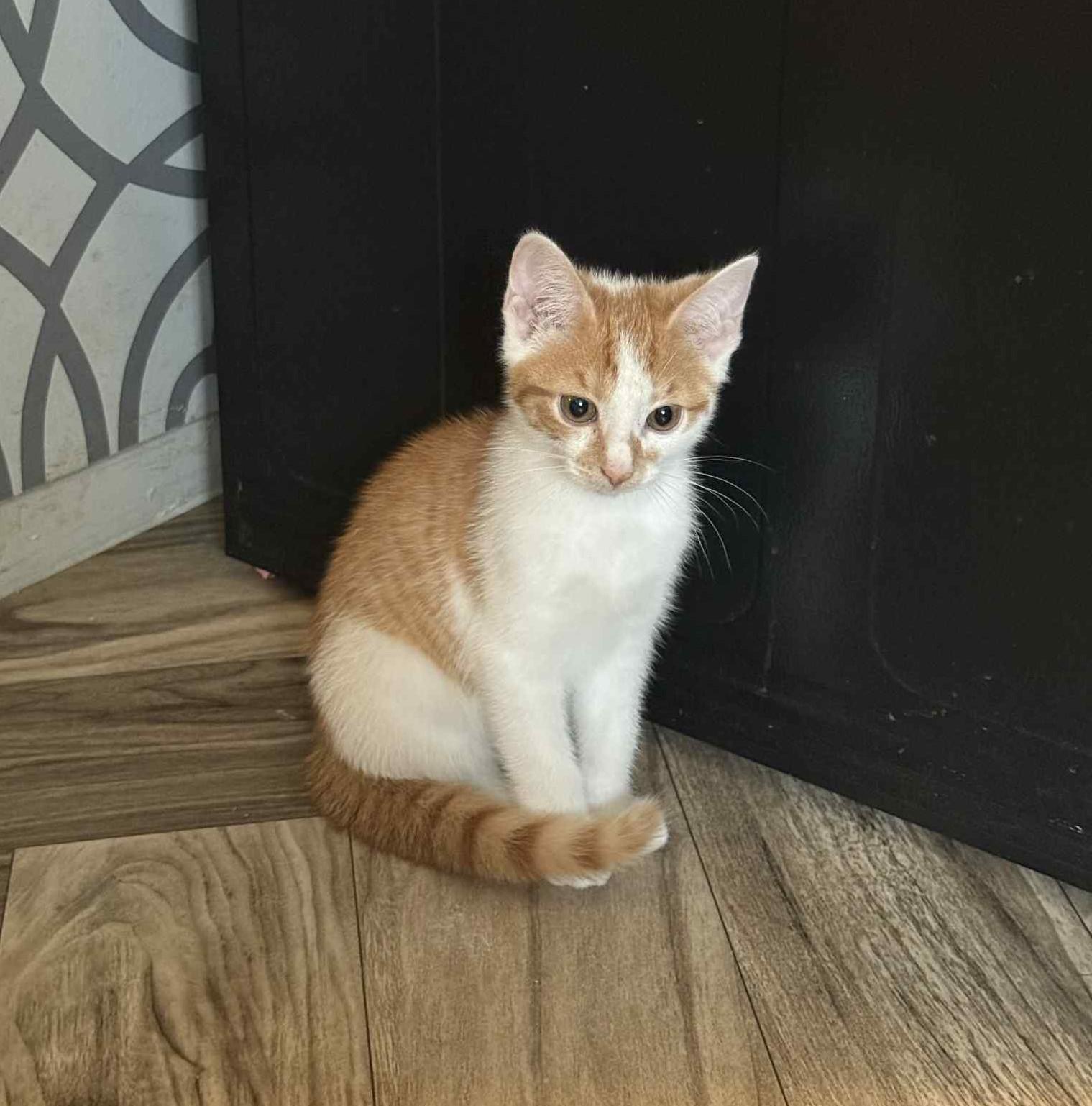 Carmelo, a Adoptable Domestic Short Hair in Inez, KY image 1/3