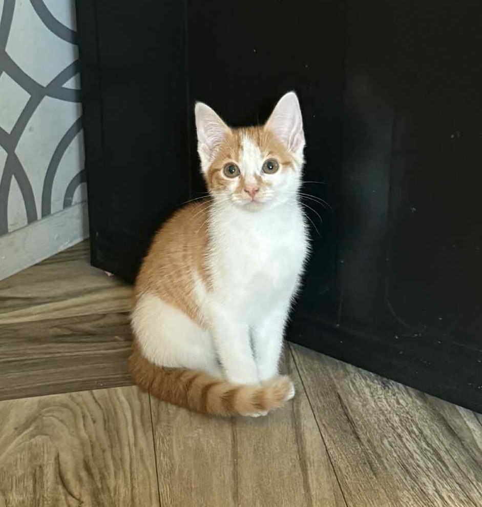 Carmelo, Baby Male Domestic Short Hair