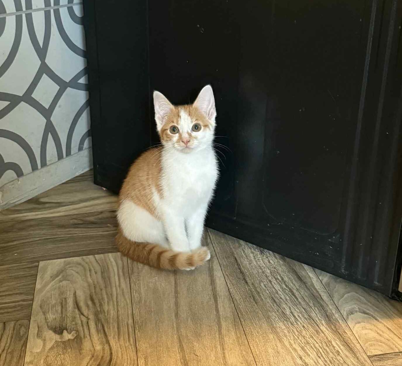 Carmelo, a Adoptable Domestic Short Hair in Inez, KY image 3/3