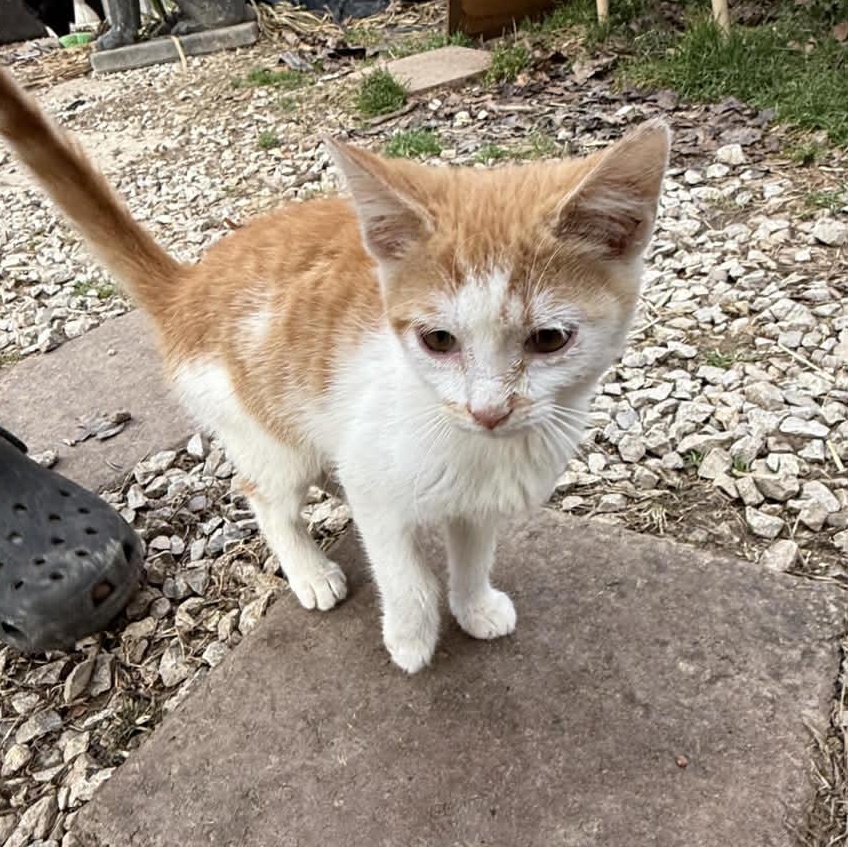 Enlarge Carmelo, a Adoptable Domestic Short Hair in Inez, KY image 4/4