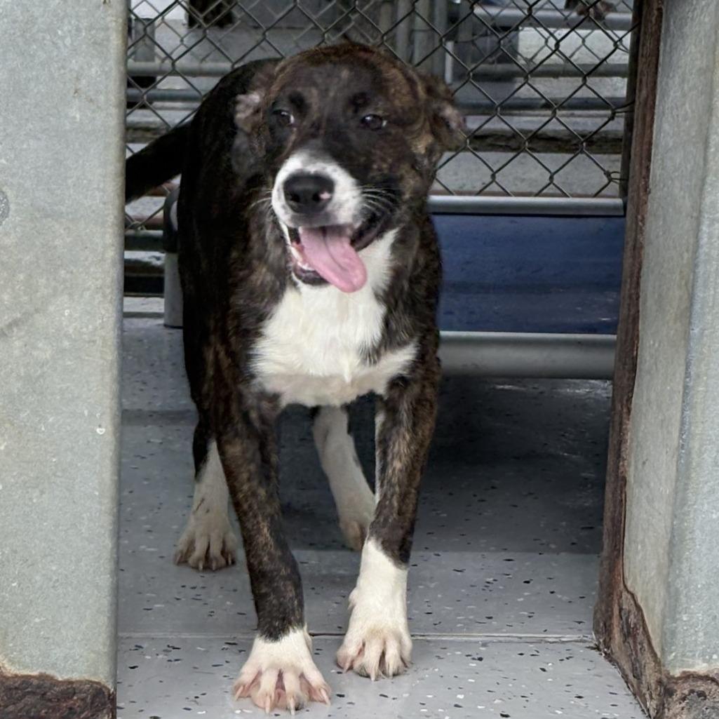 Enlarge Fern-4872, a Adoptable mixed breed in Tyler, TX image 1/6