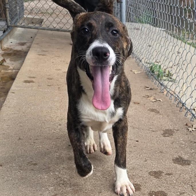 Enlarge Fern-4872, a Adoptable mixed breed in Tyler, TX image 2/6