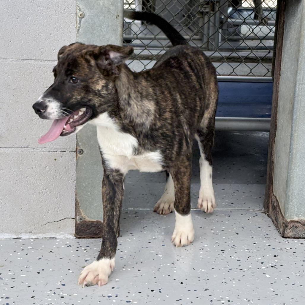 Enlarge Fern-4872, a Adoptable mixed breed in Tyler, TX image 3/6