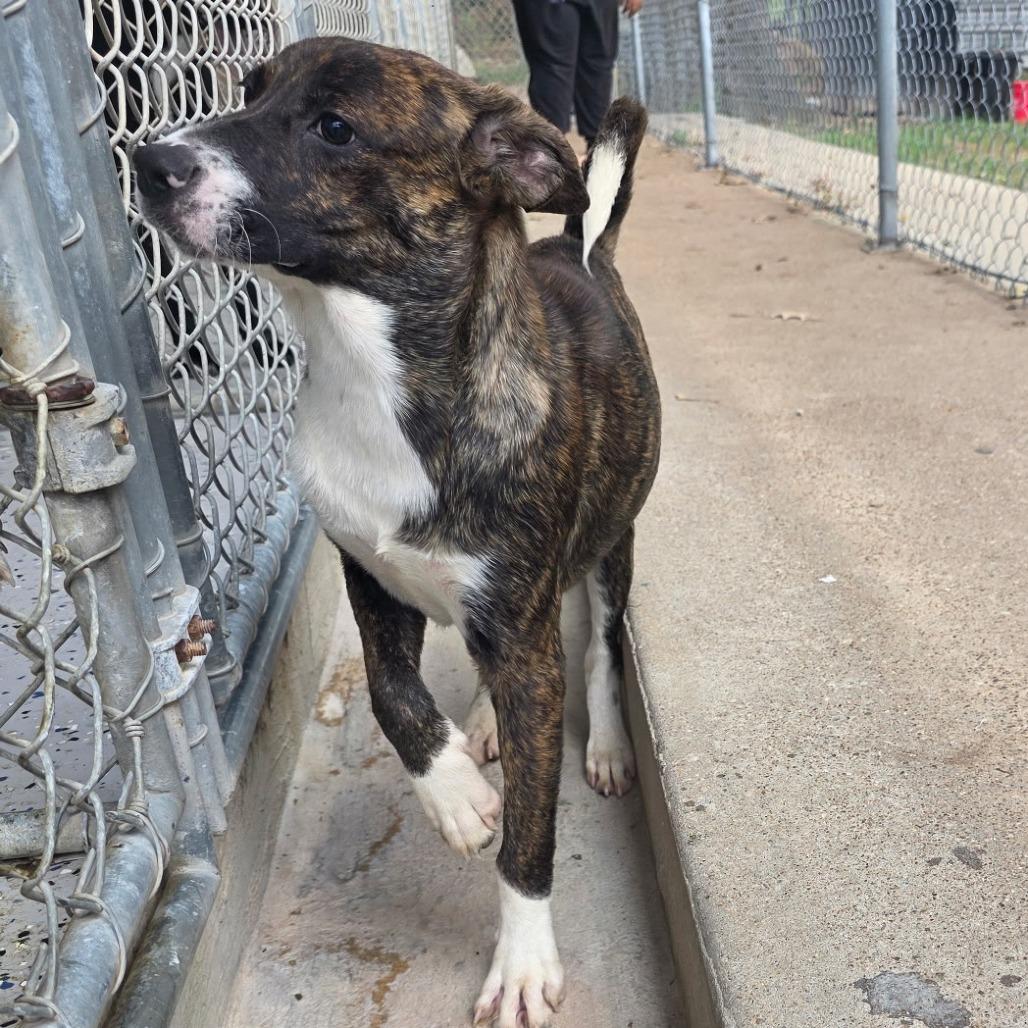 Enlarge Fern-4872, a Adoptable mixed breed in Tyler, TX image 4/6