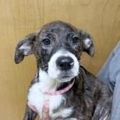 Enlarge Fern-4872, a Adoptable mixed breed in Tyler, TX image 5/6