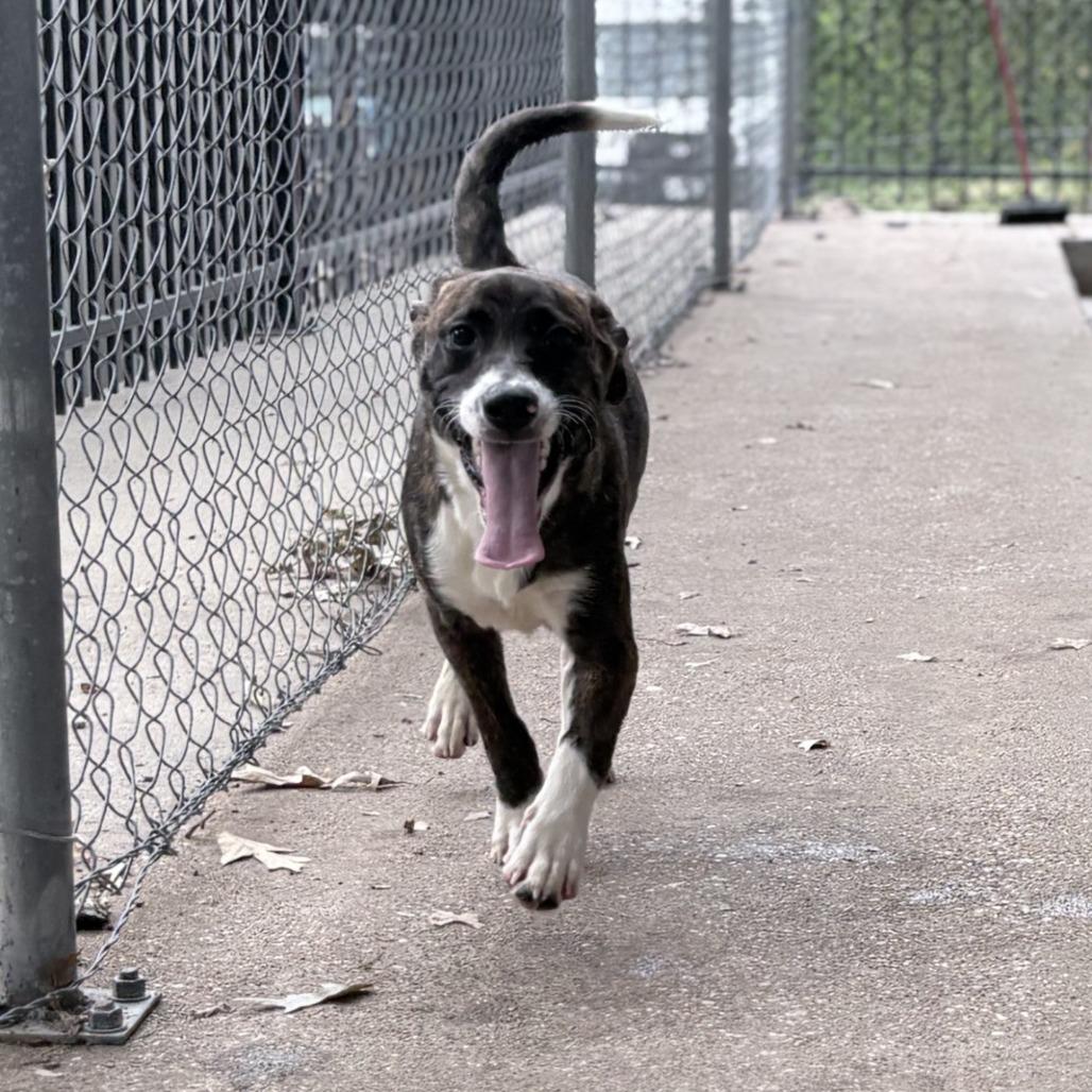 Enlarge Fern-4872, a Adoptable mixed breed in Tyler, TX image 6/6