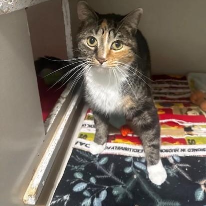 Enlarge Leppy, a Adoptable Calico in Hutchinson, MN image 4/5