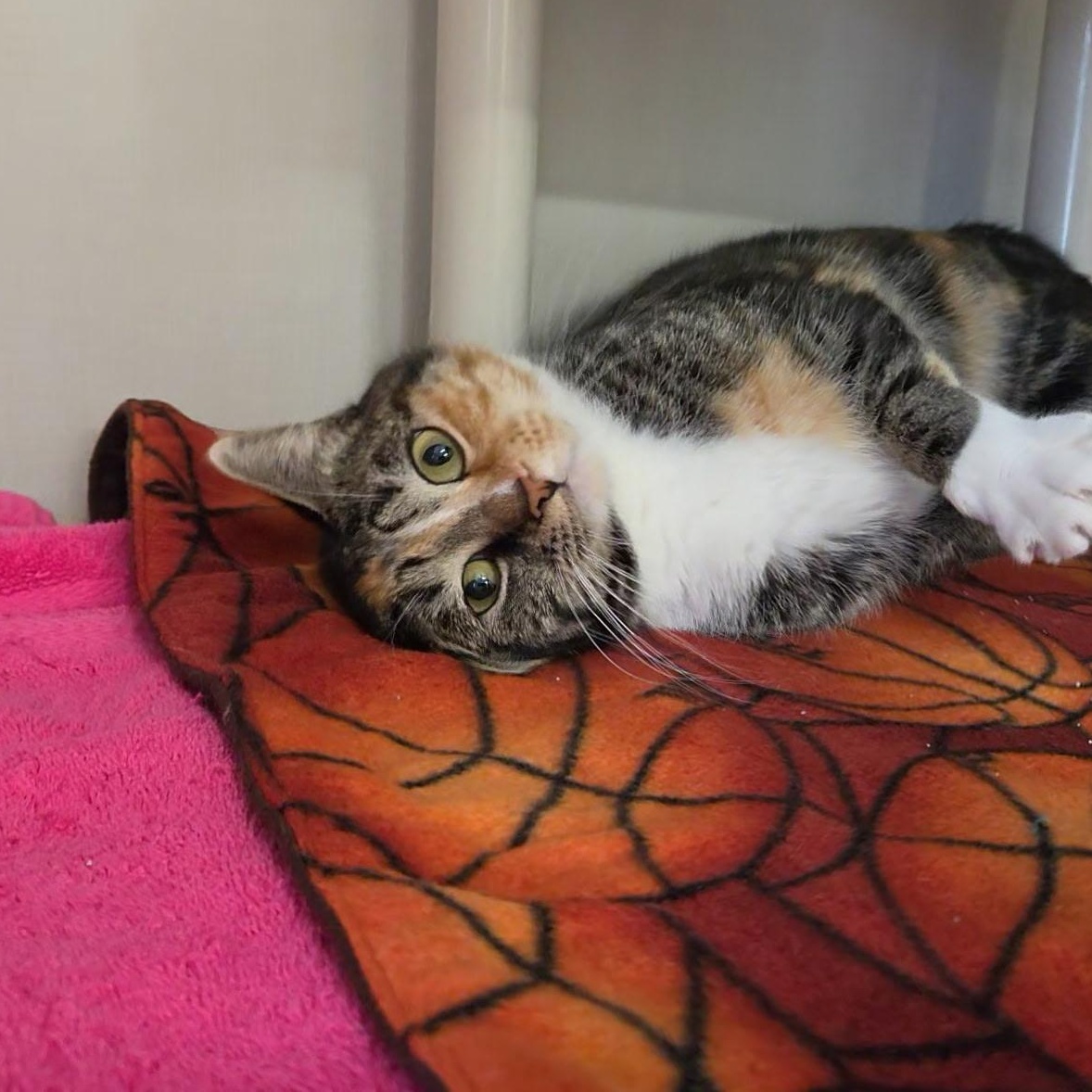 Enlarge Leppy, a Adoptable Calico in Hutchinson, MN image 3/5