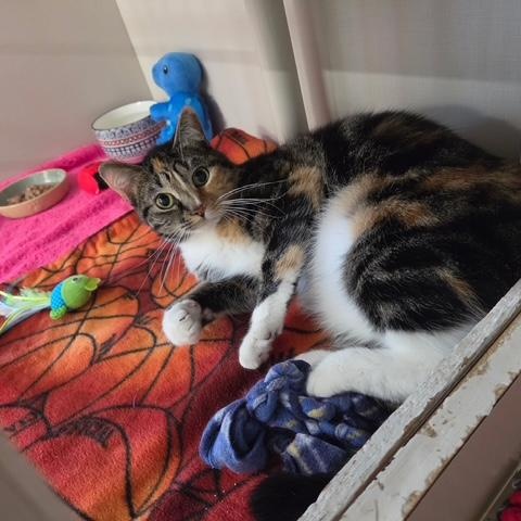 Enlarge Leppy, a Adoptable Calico in Hutchinson, MN image 5/5
