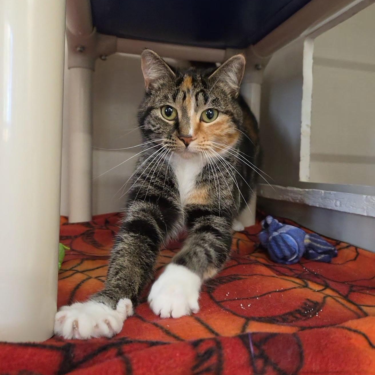 Enlarge Leppy, a Adoptable Calico in Hutchinson, MN image 2/5