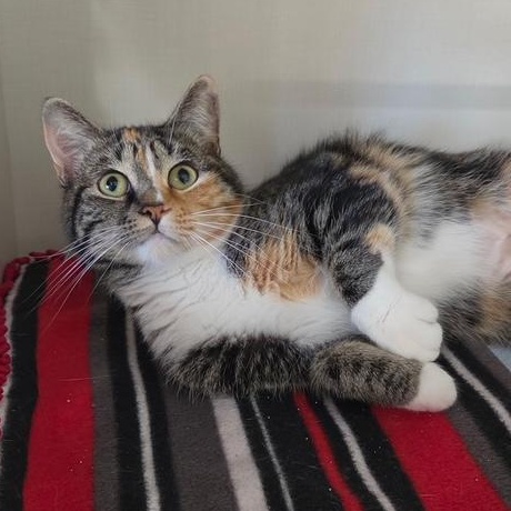 Enlarge Leppy, a Adoptable Calico in Hutchinson, MN image 1/5