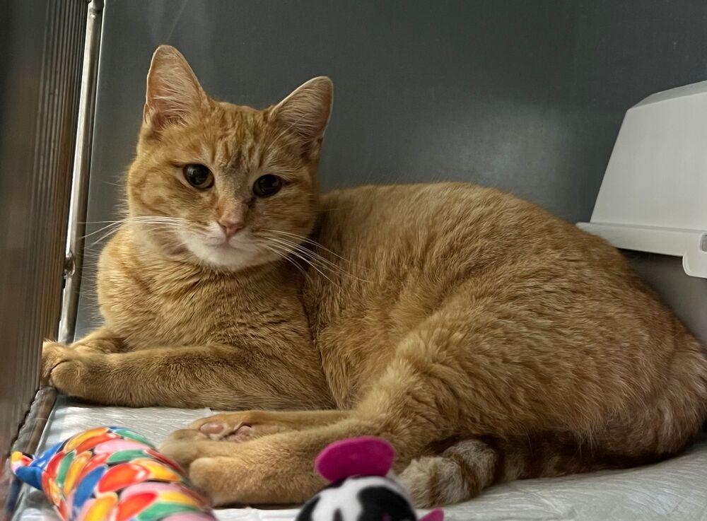 Emerald, Adoptable, Young Female Domestic Short Hair.
