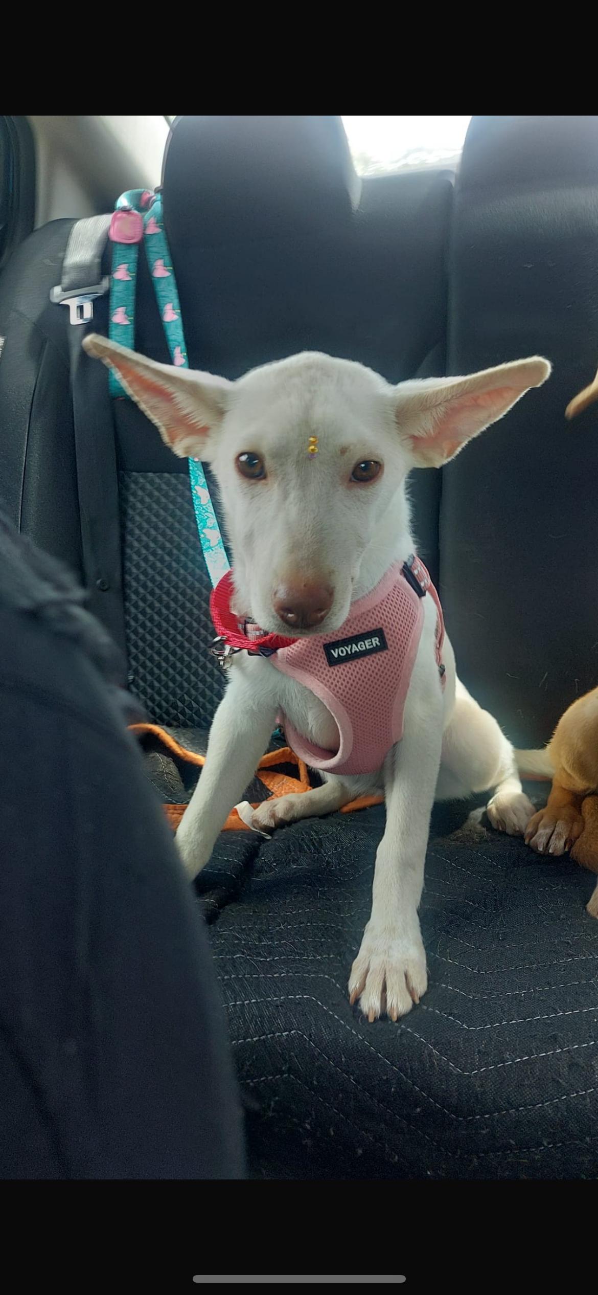 Fiona