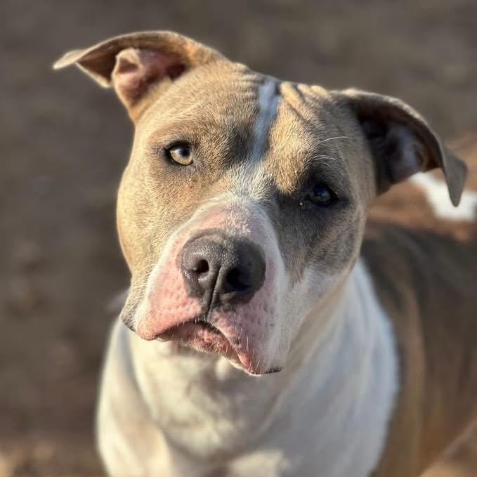 Boog, Adoptable, Adult Male Pit Bull Terrier.