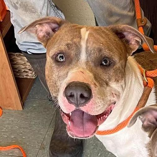 Boog, a Adoptable Pit Bull Terrier in Sand Springs, OK image 2/6