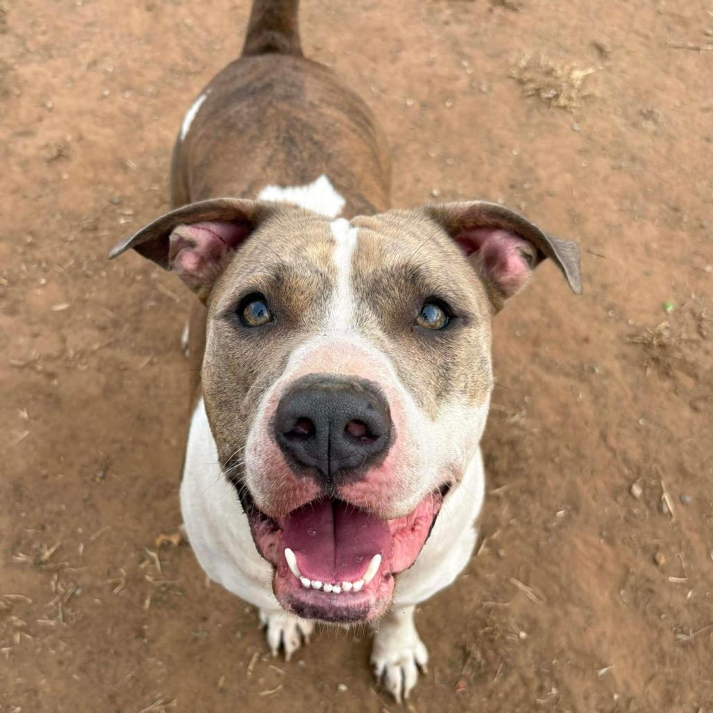 Boog, a Adoptable Pit Bull Terrier in Sand Springs, OK image 3/6