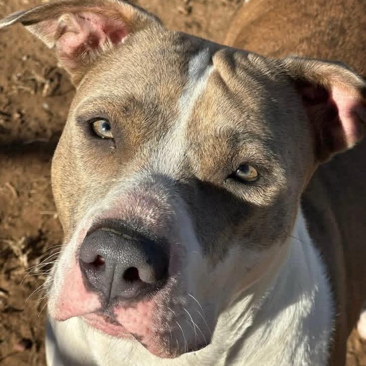 Boog, a Adoptable Pit Bull Terrier in Sand Springs, OK image 4/6