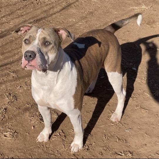 Boog, a Adoptable Pit Bull Terrier in Sand Springs, OK image 5/6