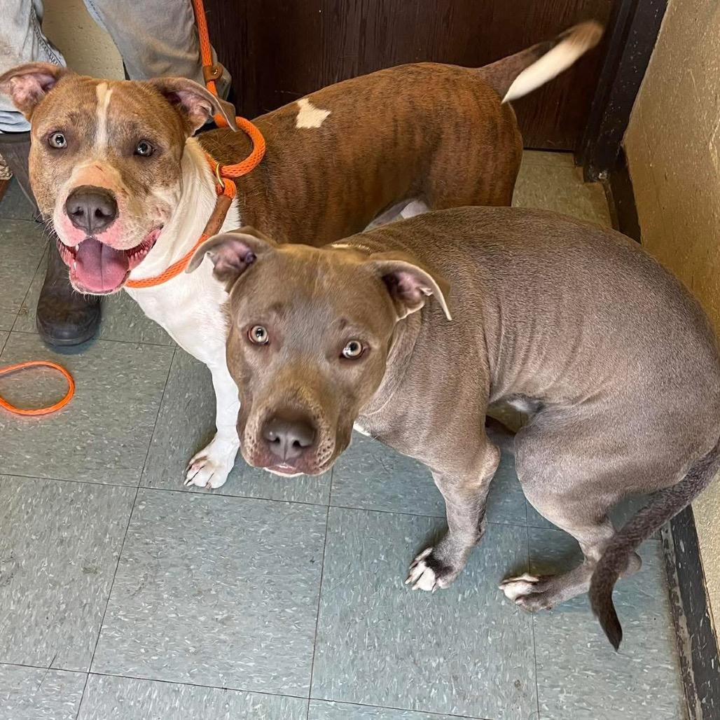 Boog, a Adoptable Pit Bull Terrier in Sand Springs, OK image 6/6