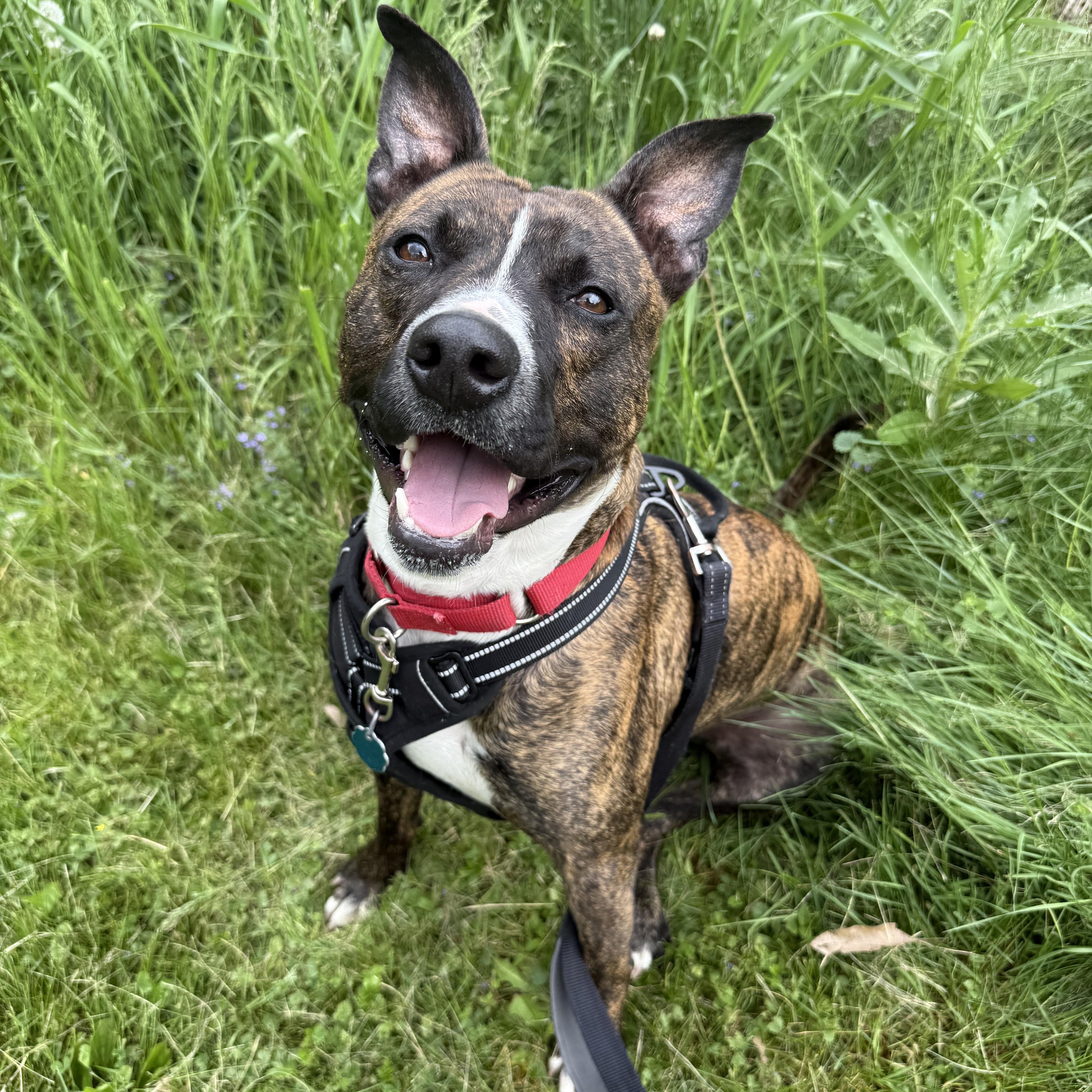 Enlarge Oscar, a Adoptable mixed breed in Renfrew, PA image 2/6