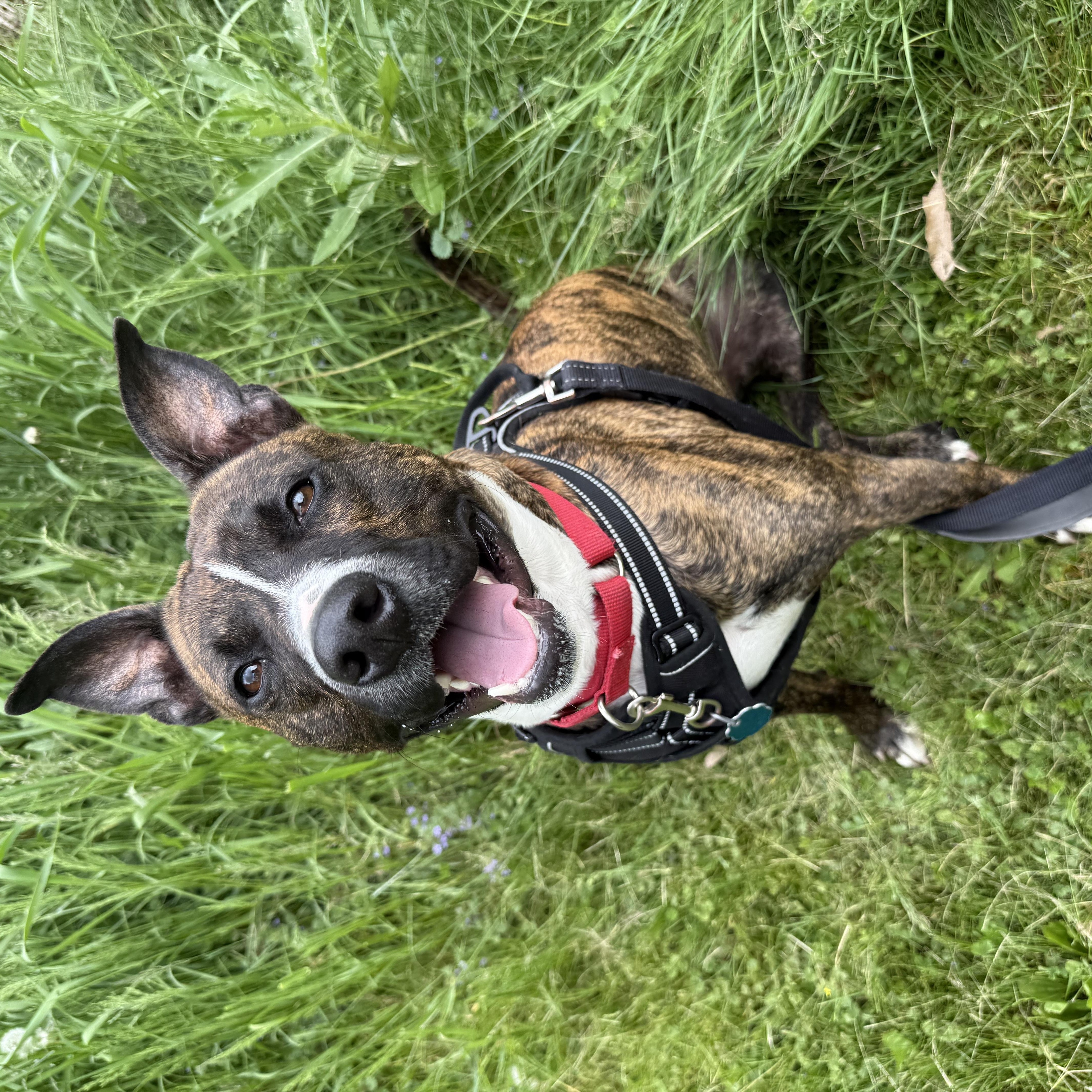 Enlarge Oscar, a Adoptable mixed breed in Renfrew, PA image 2/6