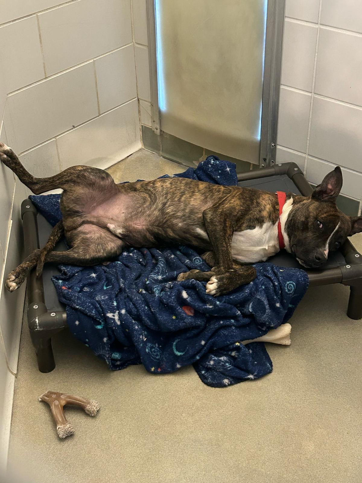 Enlarge Oscar, a Adoptable mixed breed in Renfrew, PA image 4/6