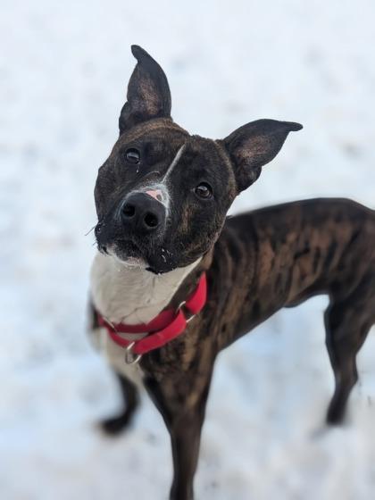 Enlarge Oscar, a Adoptable mixed breed in Renfrew, PA image 3/6