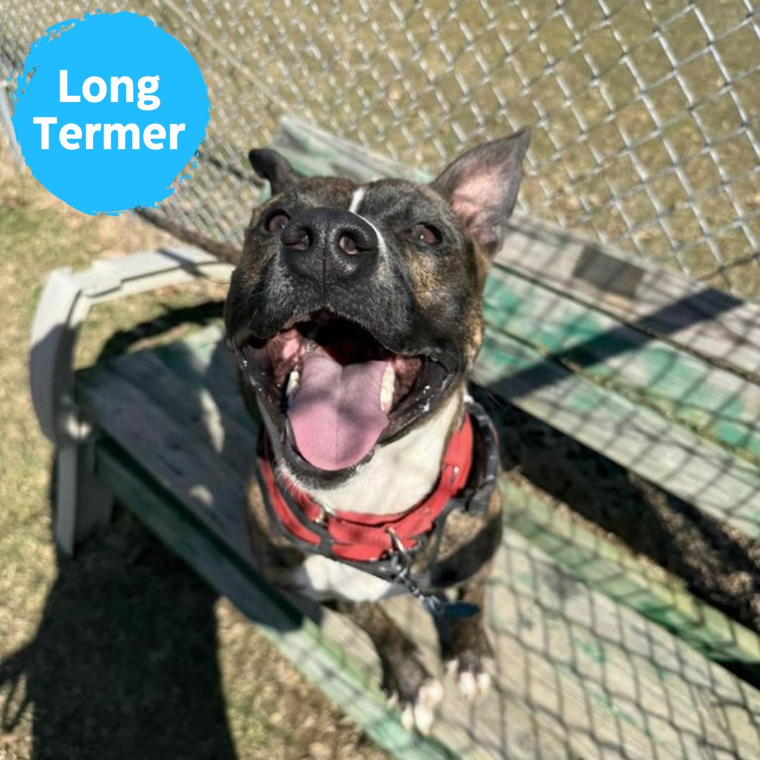 Enlarge Oscar, a Adoptable mixed breed in Renfrew, PA image 1/6