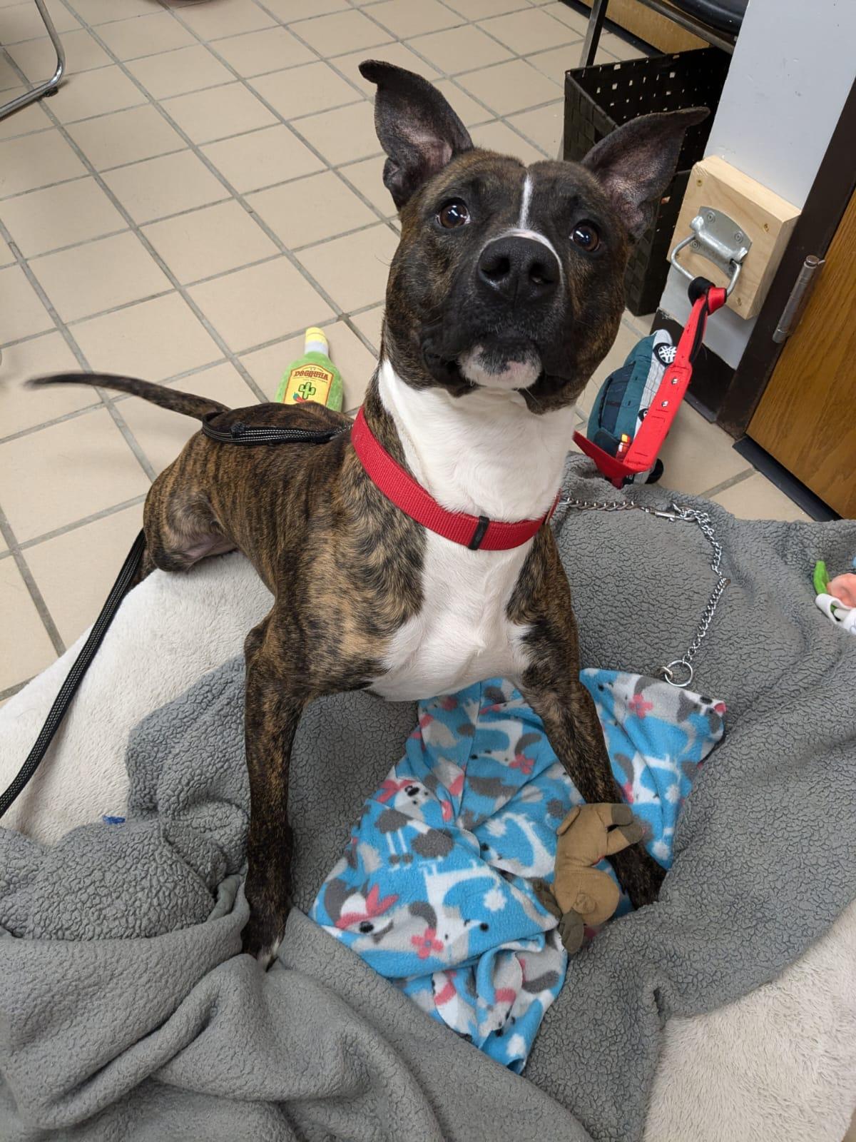 Enlarge Oscar, a Adoptable mixed breed in Renfrew, PA image 5/6