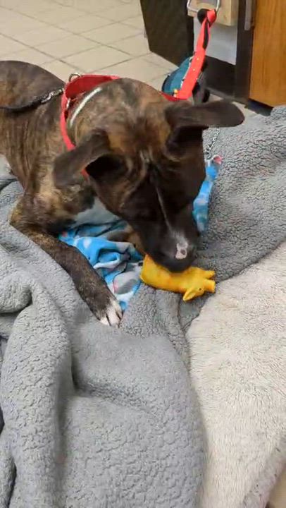 Enlarge Oscar, a Adoptable mixed breed in Renfrew, PA video 6/6