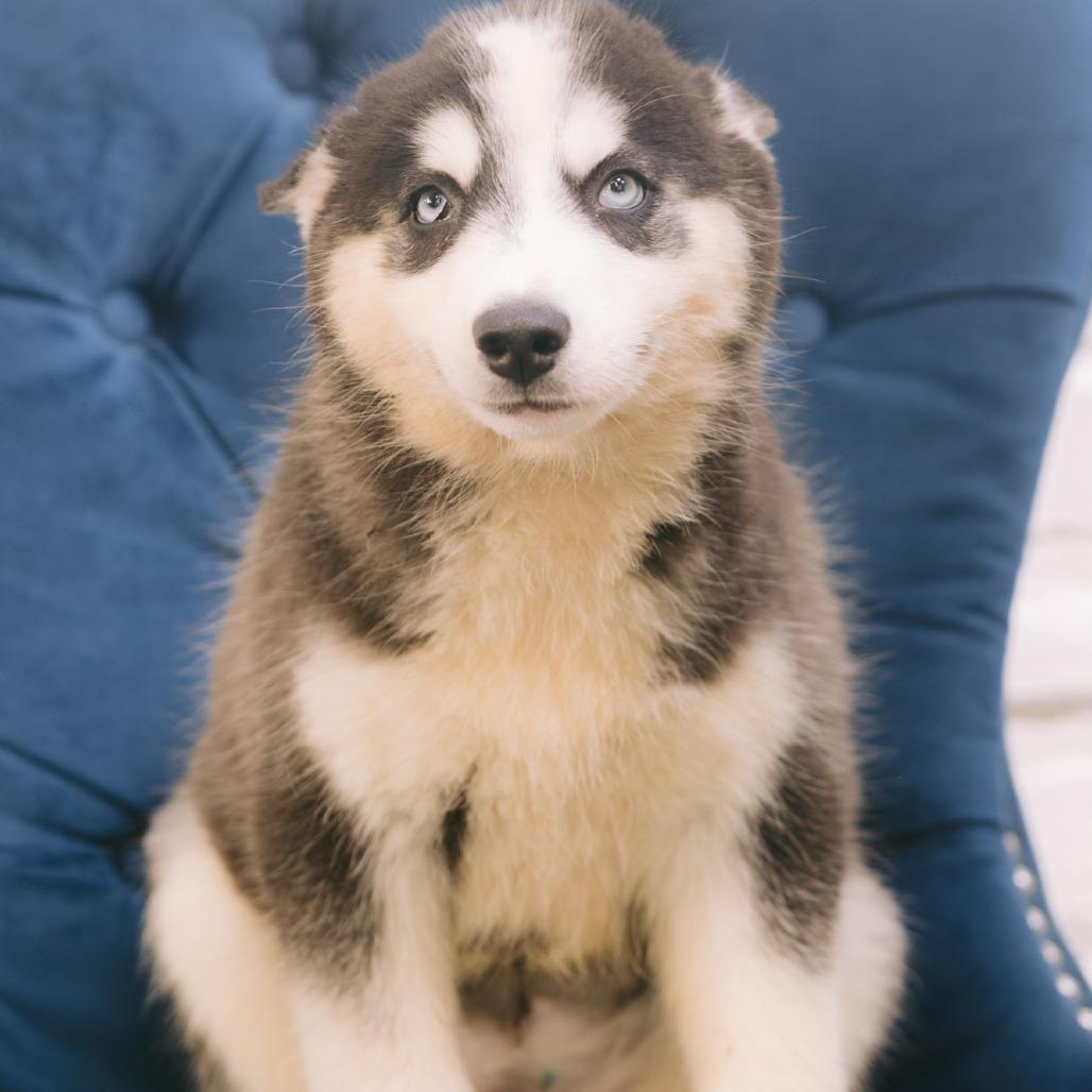 Sandra, Adoptable, Puppy Female Husky.