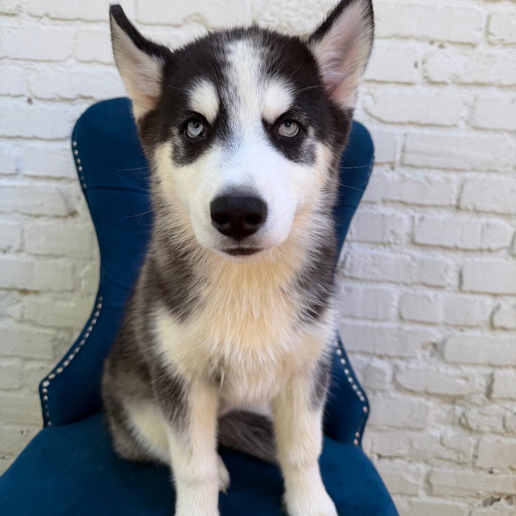 Sandra, Adoptable, Puppy Female Husky.
