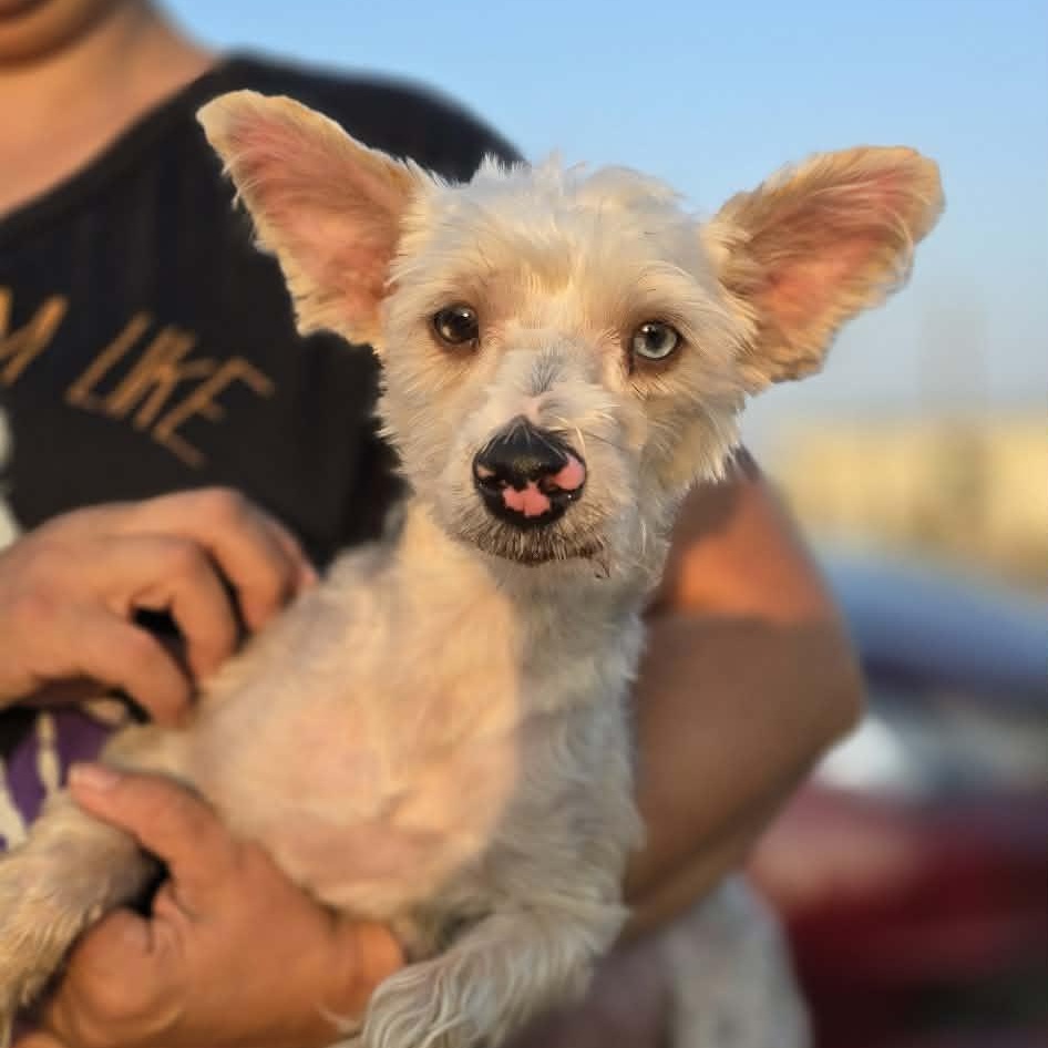 Enlarge Sammy, an adopted Yorkshire Terrier in Boise, ID image 1/4