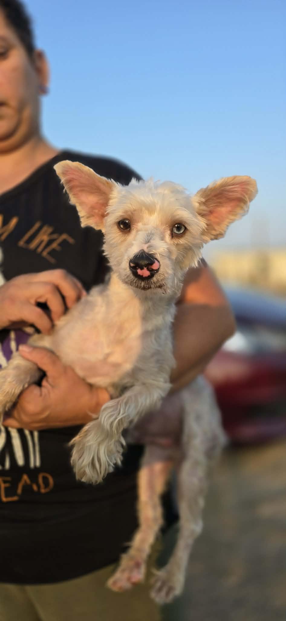 Enlarge Sammy, a ADOPTABLE Yorkshire Terrier in Boise, ID image 2/4
