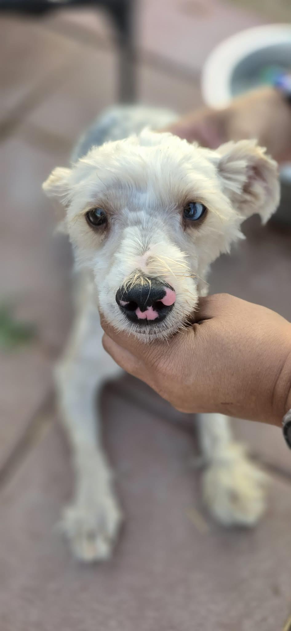Enlarge Sammy, a ADOPTABLE Yorkshire Terrier in Boise, ID image 4/4