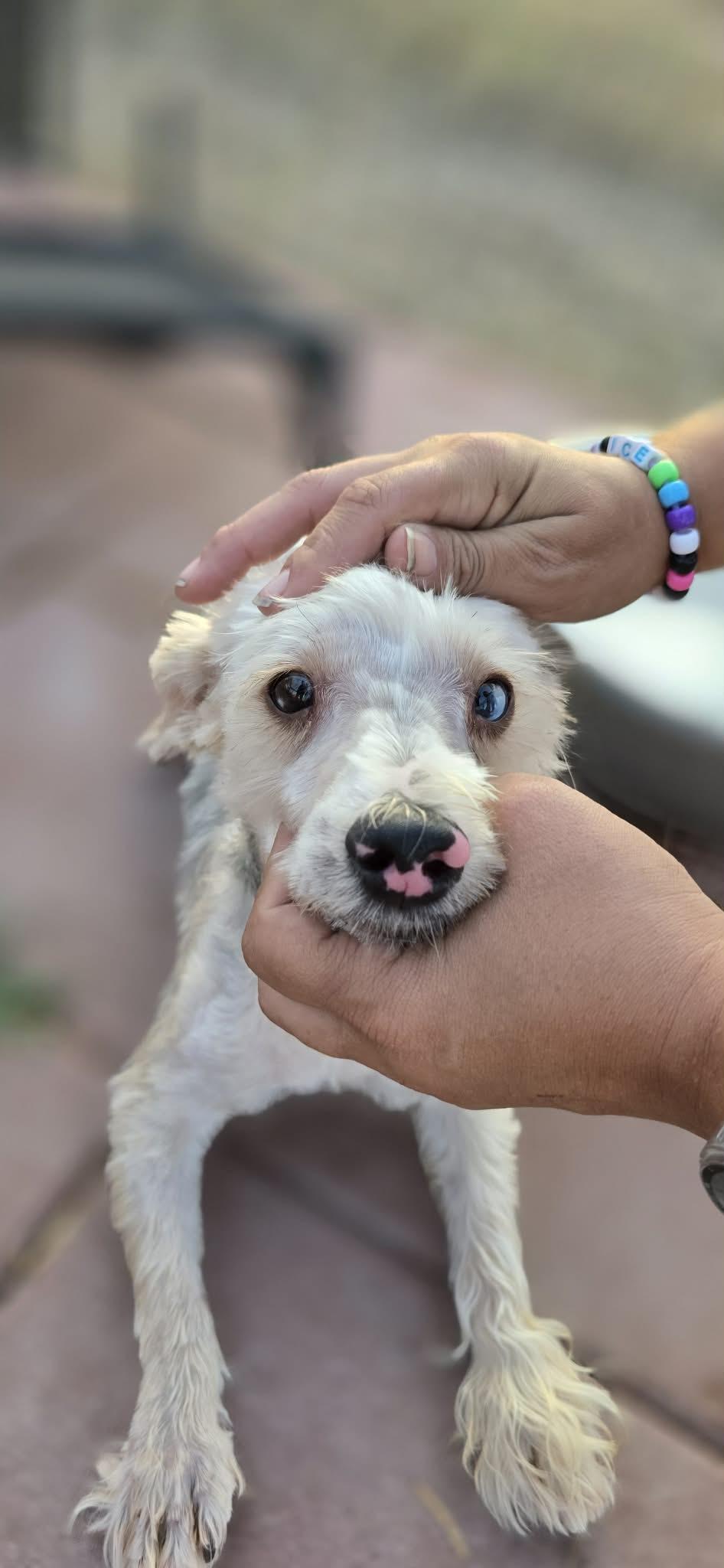 Enlarge Sammy, a ADOPTABLE Yorkshire Terrier in Boise, ID image 3/4