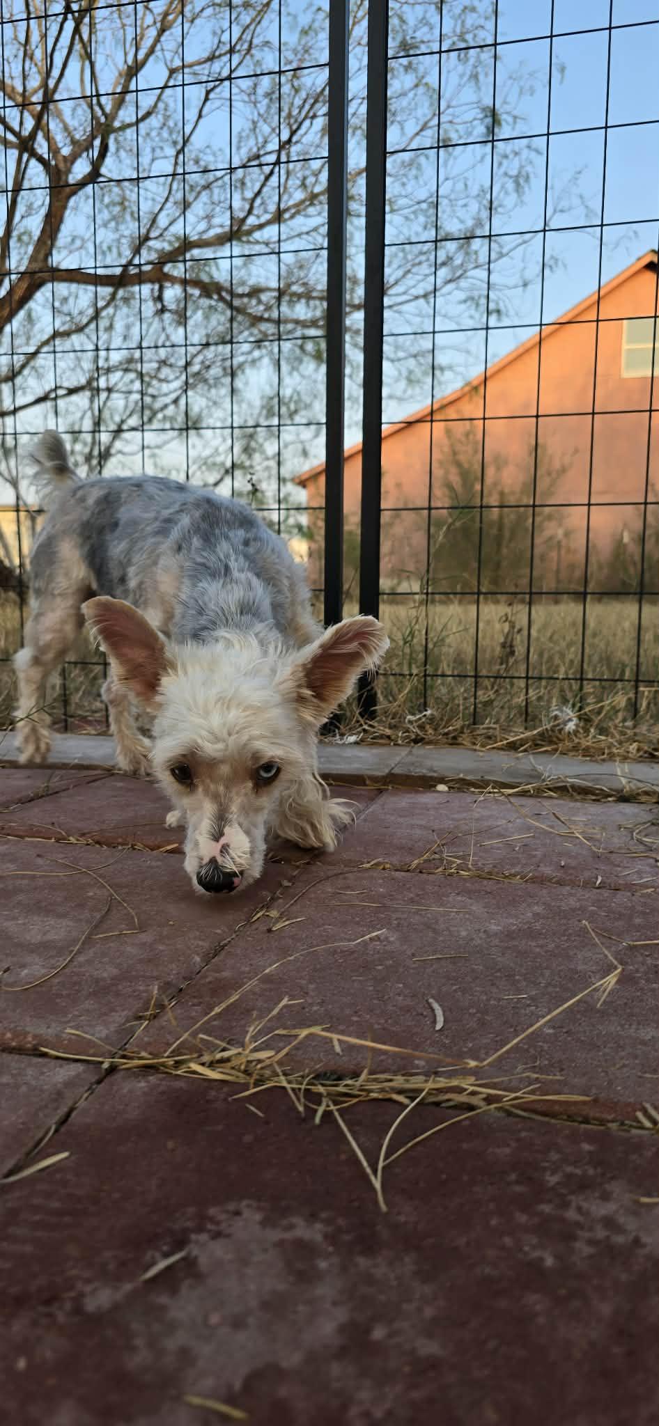 Enlarge Sammy, a ADOPTABLE Yorkshire Terrier in Boise, ID image 1/4