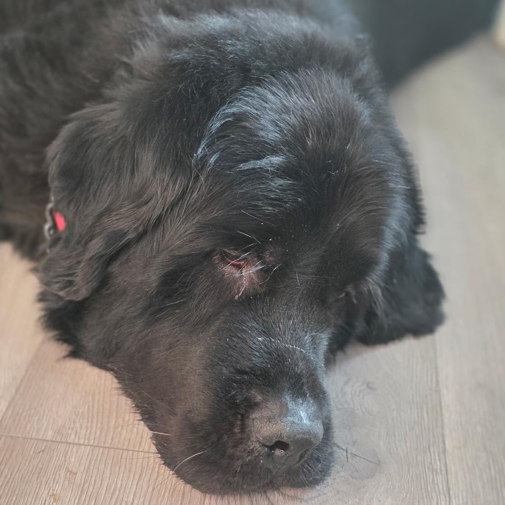 Hercules thumbnail 3