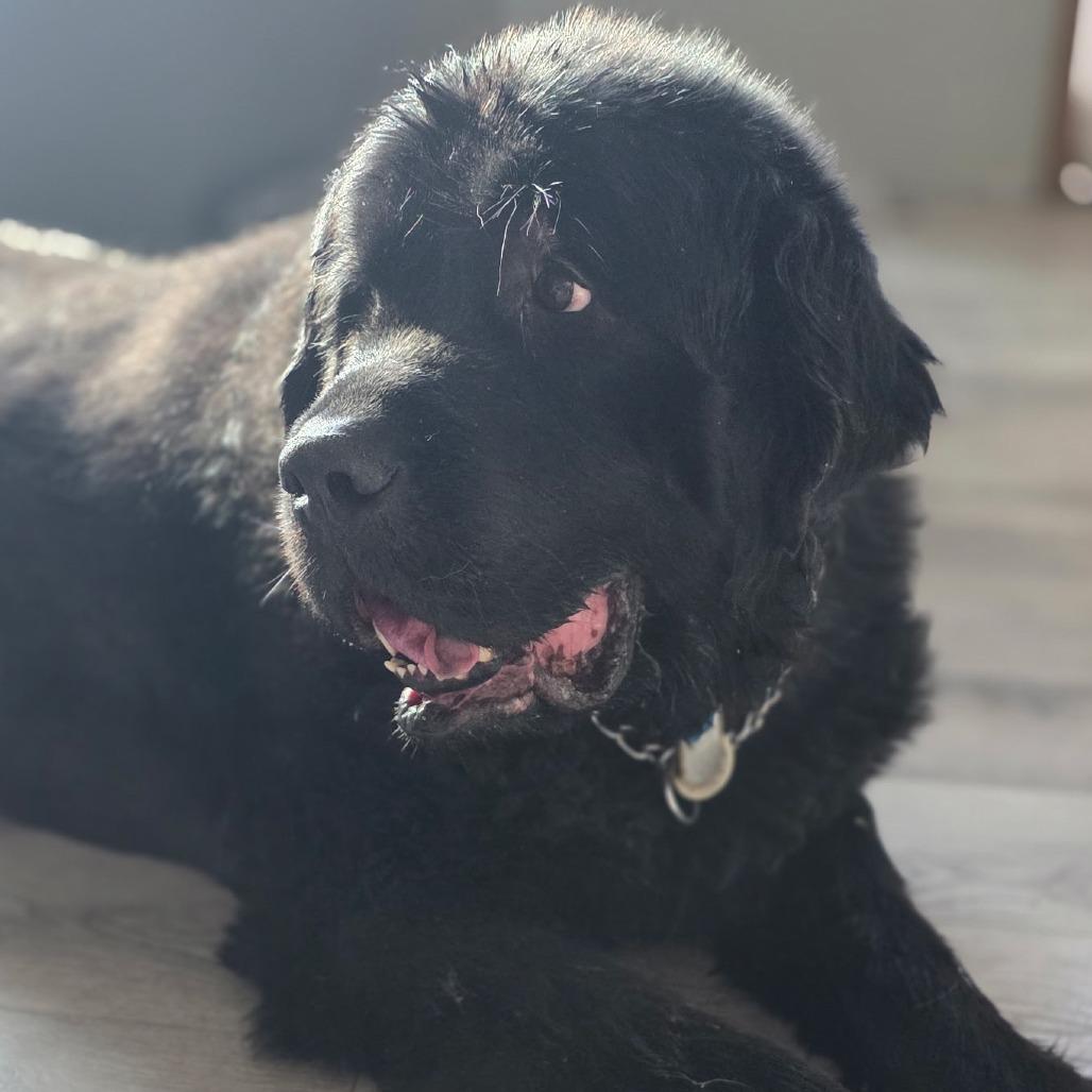 Hercules thumbnail 4